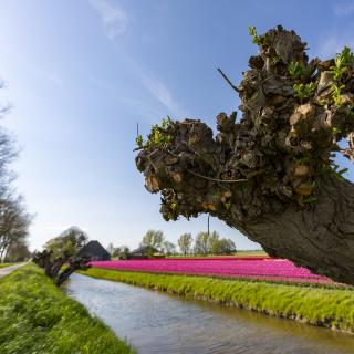 The beemster polder