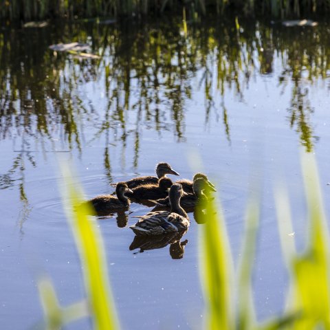 Kinderdijk 090 - Fotograaf Bertel Kolthof © Stichting Werelderfgoed Nederland