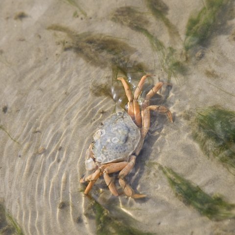 Krab bij Lemmeraak
