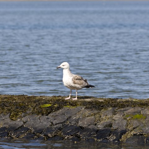Waddenzee bij Terschelling