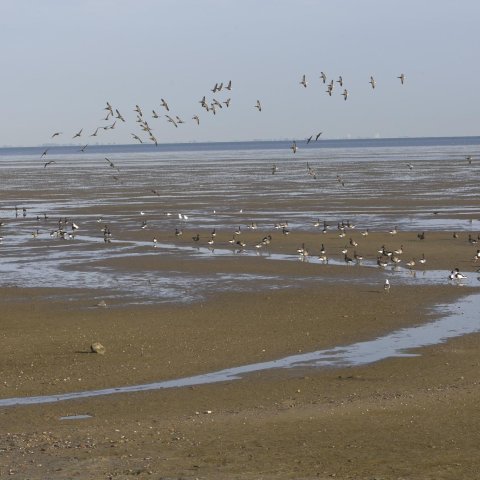 Waddenzee bij Terschelling