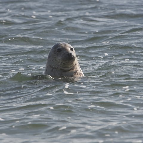 Zeehond