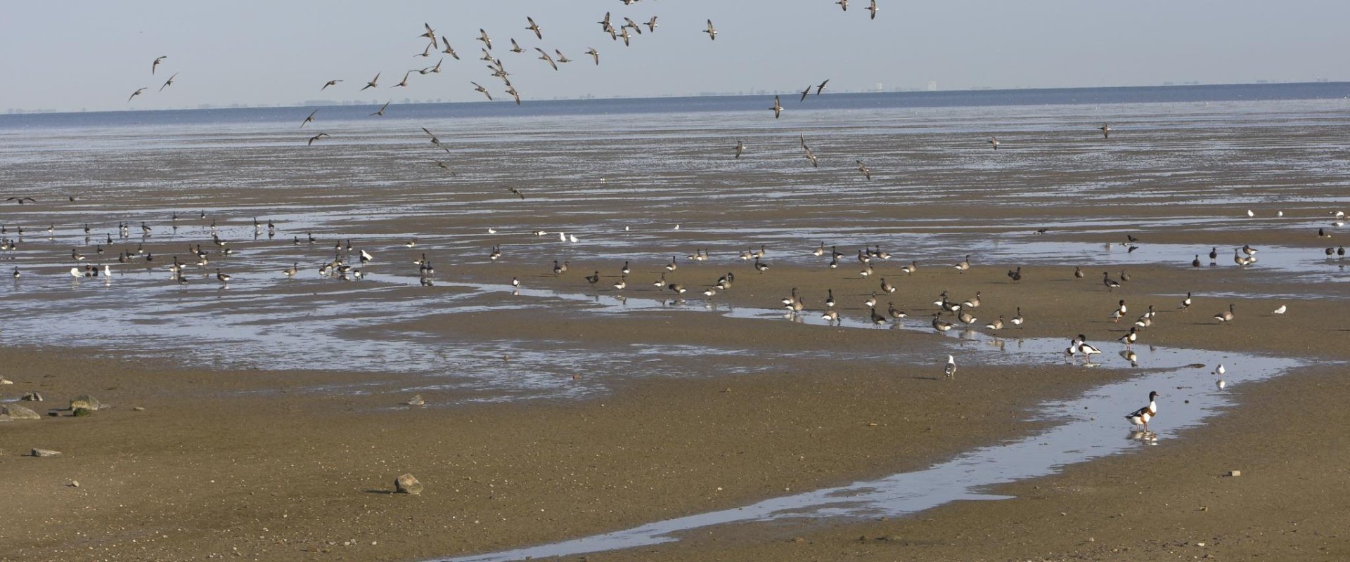Waddenzee bij Terschelling